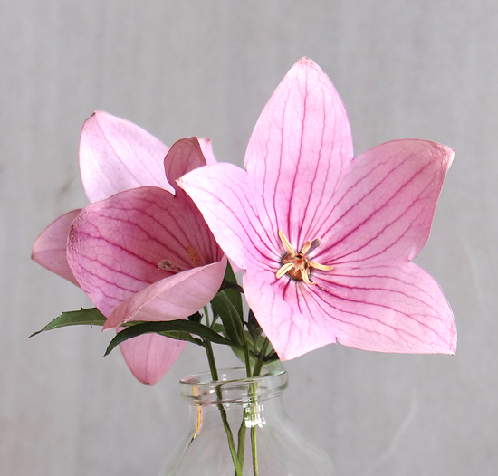 シリカゲルより美しく仕上がる新しいドライフラワーの作り方で乾燥させた生花とほとんど変わらないピンク色のキキョウのアメージングドライフラワー