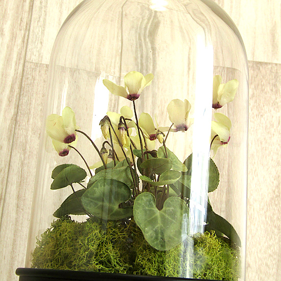 シクラメンをひと株そのまま乾燥させた全草アメージングドライフラワーをガラスドームに入れた植物標本の画像