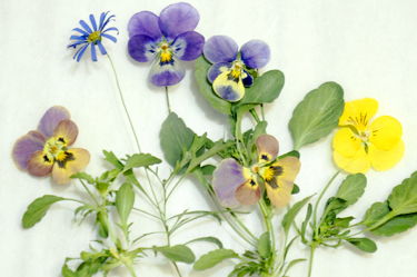 ビオラの花の半立体アメージングドライフラワーの画像