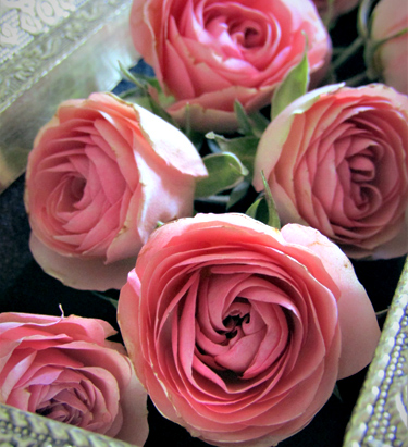 ピンク色のバラの花のアメージングドライフラワー画像