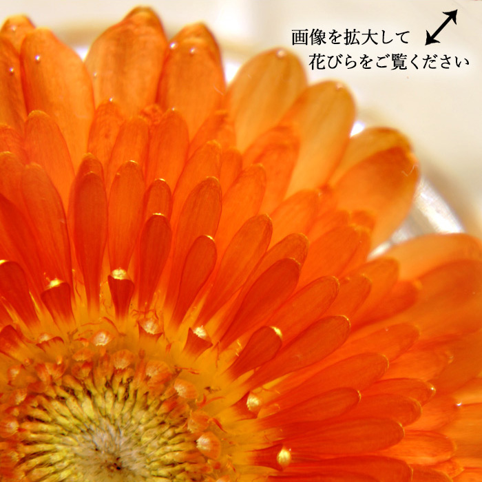 アメージングドライフラワーのガーベラの画像