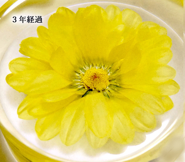 レジンに封入して３年経過した黄色い花のアメージングドライフラワー画像