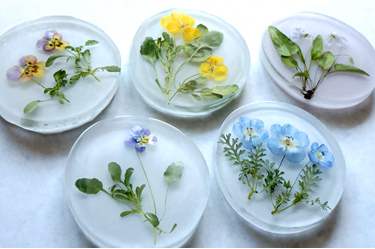 ビオラの花の半立体アメージングドライフラワーをレジンに固めたコースターの画像