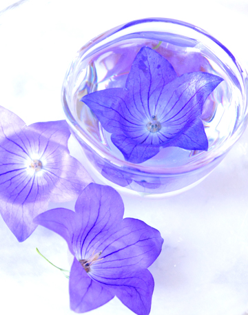 季節の花キキョウの花のドライフラワーとレジンフラワー作品の画像