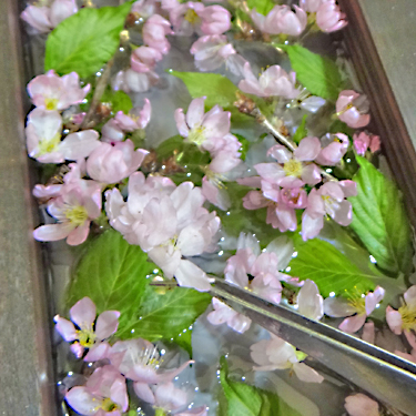 レジンに桜のアメージングドライフラワーを封入している画像