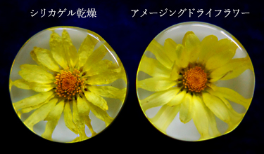 レジンにキクの花のドライフラワーを封入した作品の画像
